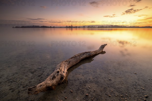 A tree trunk in the calm, clear water of a lake at sunset under a partly cloudy sky, Naturfreundehaus, Markelfingen, Untersee, Lake Constance, Baden-Württemberg, Germany, Europe