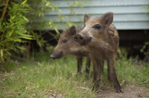 Newborns in the Esterel Mountains, southern France 2022