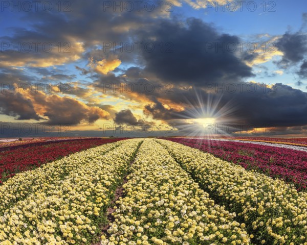 Spring cloud illuminated by the sunset. Buttercups blooming garden. Farmers field with flowers grown for export sales