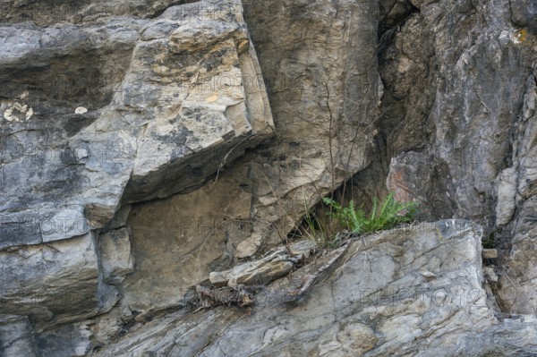 Small plant, dandelion (Taraxacum), in steep limestone rock face, Allgäu, Swabia, Bavaria, Germany, Europe