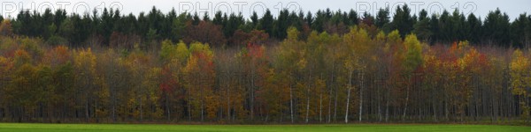 Autumn forest
