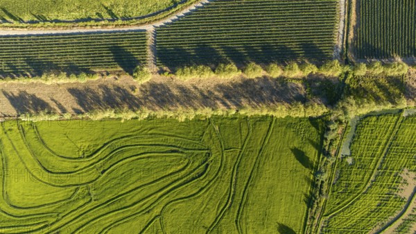 Aerial view of green rice field. Drone shot frome above