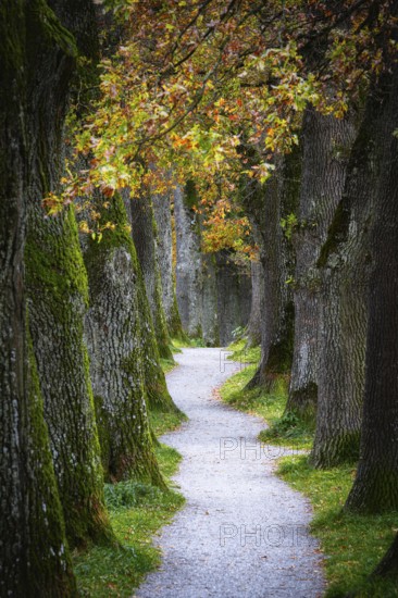 Autumn scenic with oak trees of a shady alley