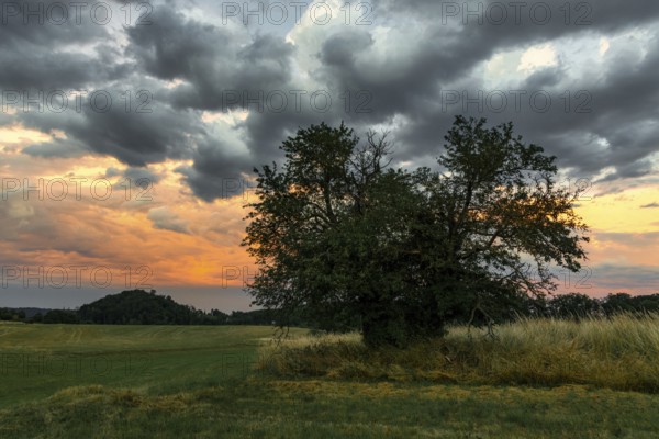 Harz landscape single tree with sunset