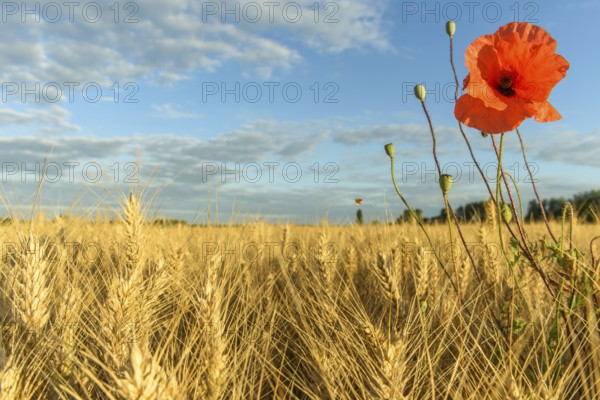 Cereal field with poppies in the French countryside