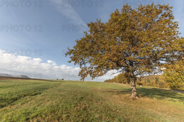 Large solitary oak tree in a meadow in the countryside in autumn. Vosges, France, Europe