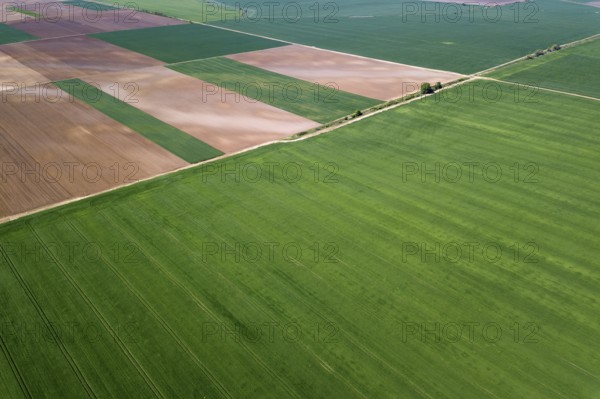 Aerial green wheat field. Aerial view large green field