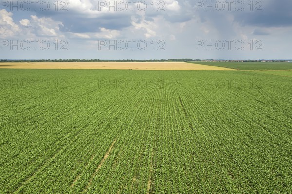 Aerial view of a green corn field. Corn Aerial