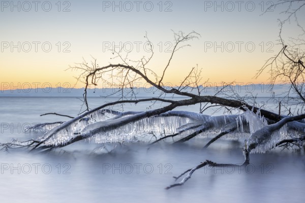 A frozen tree with icicles over a calm lake, illuminated by the sunrise, Hörnle, Constance, Lake Constance, Baden-Württemberg, Germany, Europe