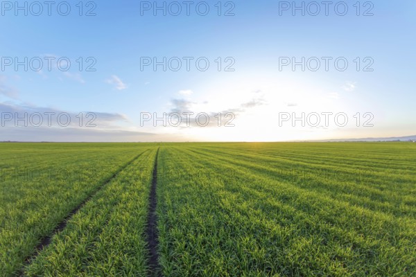 Young Wheat Seedlings growing in a Field