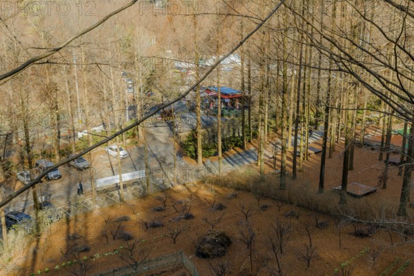 Daejeon, South Korea, December 15, 2019: Winter aerial view of street and coffee shop through leafless trees at Jangtae mountain national park, Asia