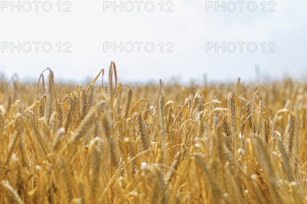Golden ears of wheat in summer on the field. Wheat Background