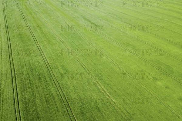 Aerial green wheat field. Aerial view large green field