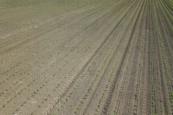 Aerial view of corn field. Top View spring corn field