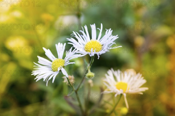 Closeup shot of daisy in the field on the sunny day