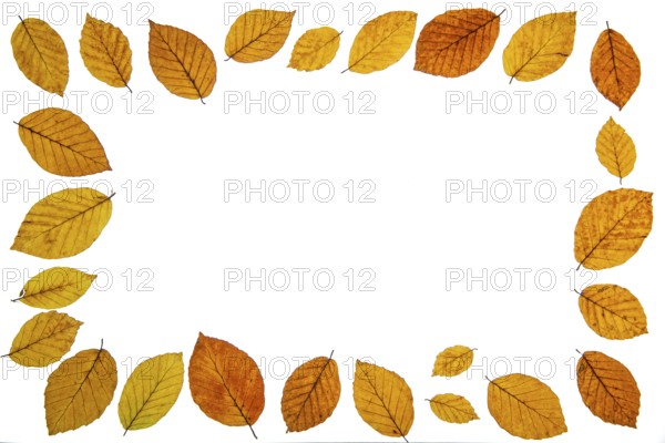 Beeches (Fagus) with autumn colouring and text space