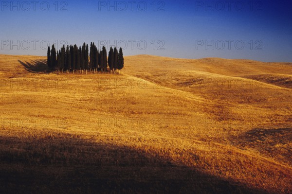 Landscape in Tuscany with group of trees