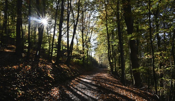 DEU, Germany, Iserlohn: The autumn colours enchant the forest in the Sauerland and also the people in the Märkischer Kreis. The creative photographer does the rest, Europe