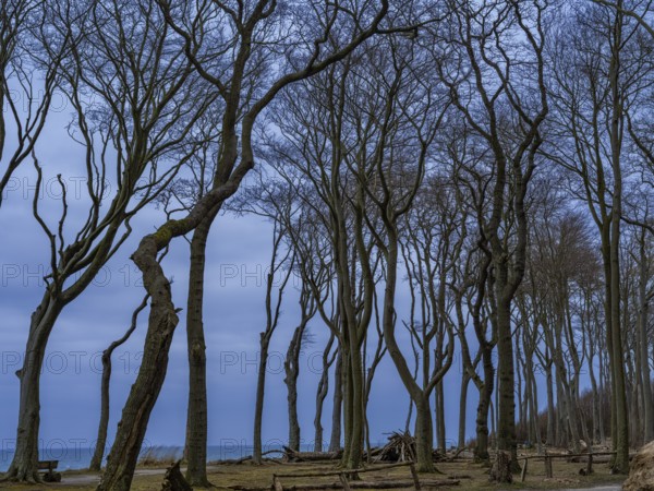 Trees in the ghostly forest on the cliffs facing the Baltic Sea, Nienhagen, Mecklenburg-Vorpommern, Germany, Europe