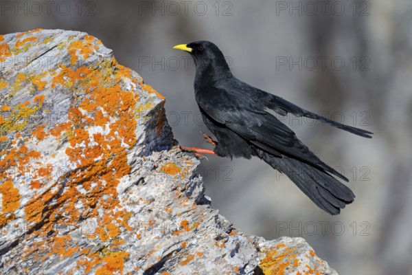 Alpine chough, (Pyrrhocorax graculus), animals, birds, ravens, jackdaw, family of corvids, stands on rocks, lichens, Gemmi Pass, Valais, Switzerland, Europe