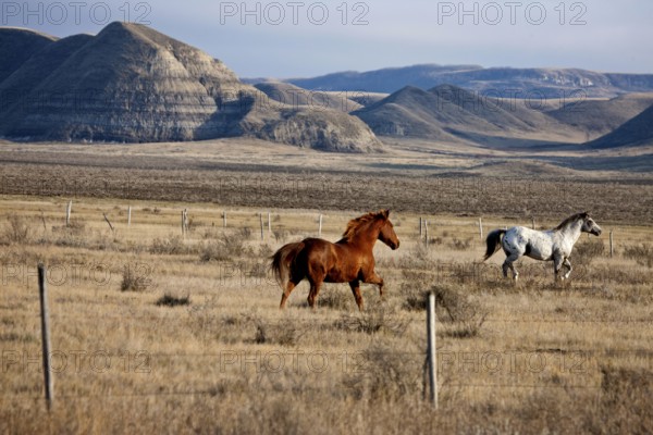 Badlands Canada Saskatchewan Big Muddy horses in pasture