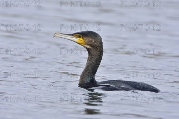 Cormorant in the Upper Lusatian pond area, Phalacrocorax carbo, Great Cormorant