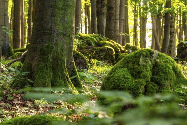 Moss-covered rocks and the trunk of a mighty old beech tree in a forest flooded with sunlight, Saubrink-Oberberg nature reserve, Ith, Lower Saxony, Germany, Europe
