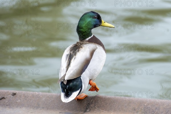 Male duck Anas platyrhynchos on the water