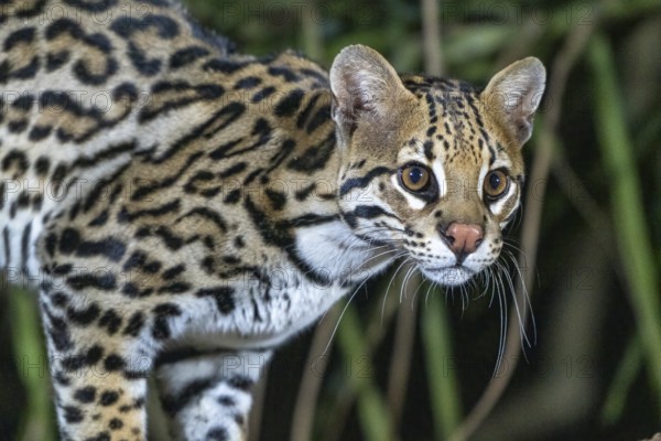 Ocelot (Leopardus pardalis), animal portrait, at night, Pantanal, inland, wetland, UNESCO Biosphere Reserve, World Heritage Site, wetland biotope, Mato Grosso, Brazil, South America