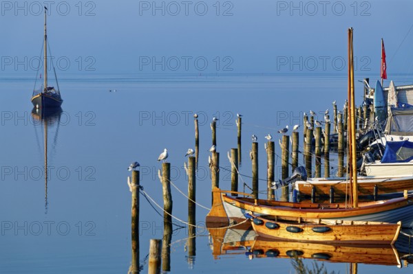 Single boat and seagulls on piles reflected in the calm blue water, Salzhaff with lagoon jetty, Rerik, Mecklenburg-Vorpommern, Germany, Europe