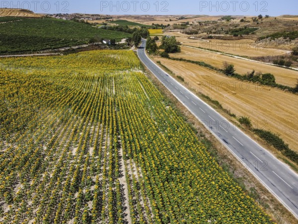 Aerial drone view of field of sunflowers during summer sunny day with blue sky. Sunflower natural background. La Bureba, Burgos, Spain, Europe