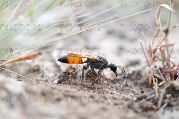 Golden digger wasp (Sphex funerarius), digs its nest in the sandy soil, Döberitzer Heide nature reserve, Brandenburg, Germany, Europe