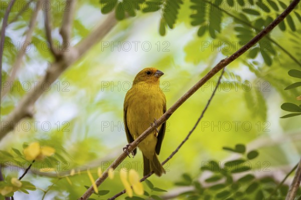 Saffron Finch perched on a twig against bright green background, Pantanal Wetlands, Mato Grosso, Brazil, South America