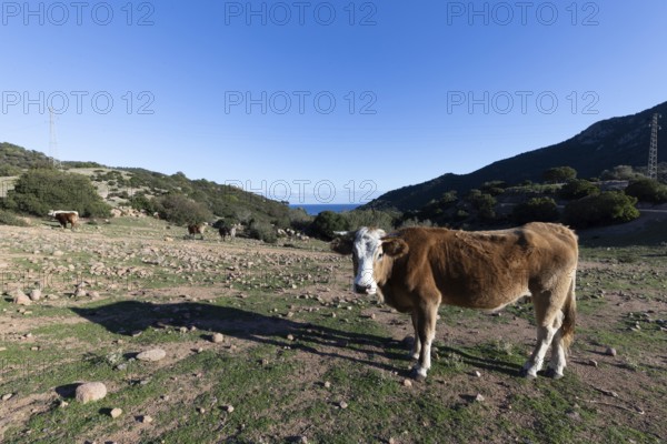 Cow standing in a pasture with a view of mountains and blue sky in the background, Ogliastra, Sardinia, Italy, Europe