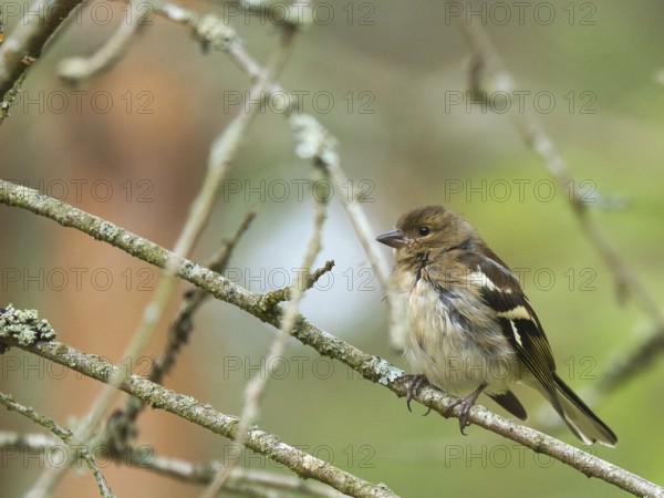 Chaffinch young on a branch in the forest. Brown, gray, green plumage. Small songbird in nature. Animal photo of small bird