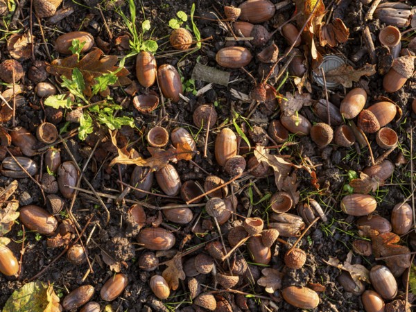 Acorns on the ground under an oak tree, Offenbach am Main, Hesse, Germany, Europe