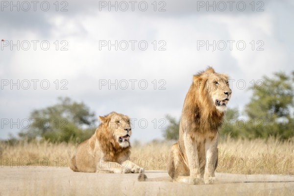 Two Lions sitting on the road in the Sabi Sand Game Reserve, South Africa, Africa