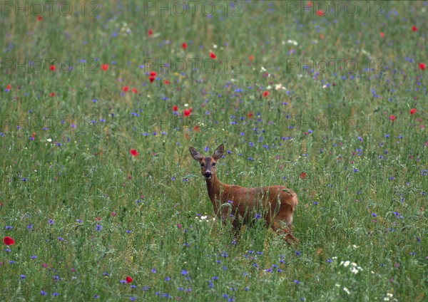 Roe deer (Capreolus capreolus)