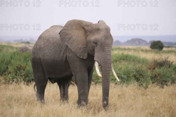 Close-up of an African elephant (Loxodonta africana) in the landscape of Amboseli National Park in Kenya