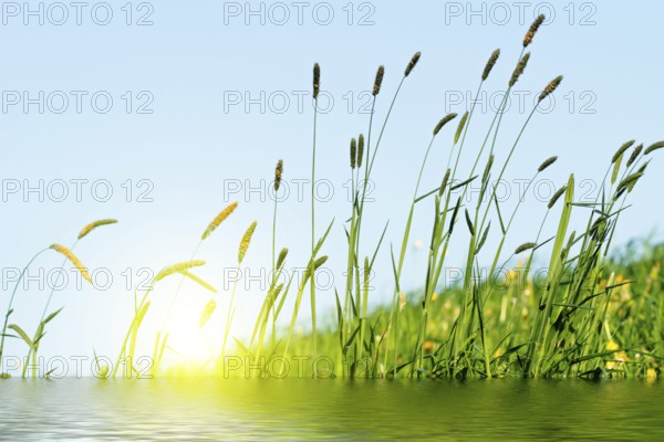 Flowering grass in detail - Allergens