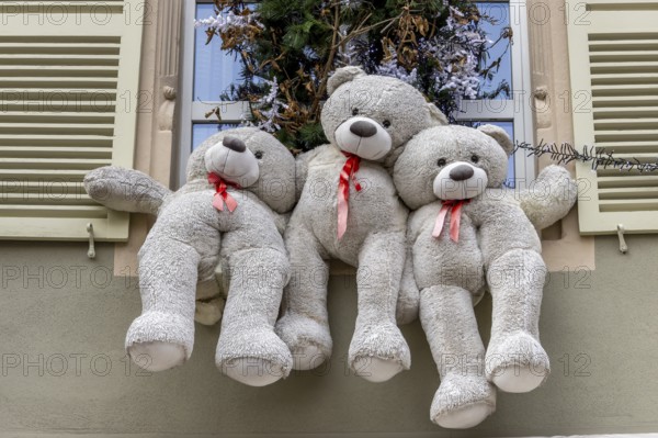 Christmas decorated building windows with three white teddy bears, Colmar, Alsace, Département Bas-Rhin, France, Europe