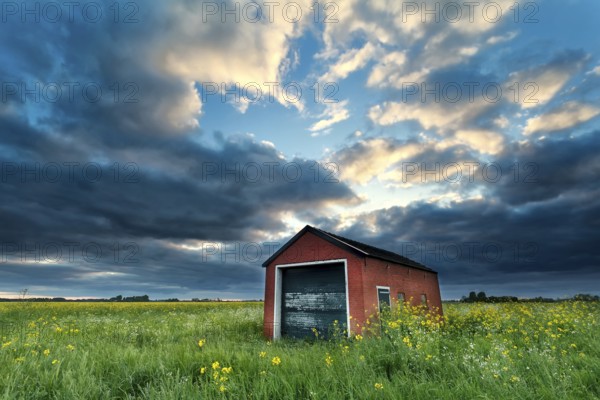 Farmhouse on rapeseed field at stormy sunset, Netherlands
