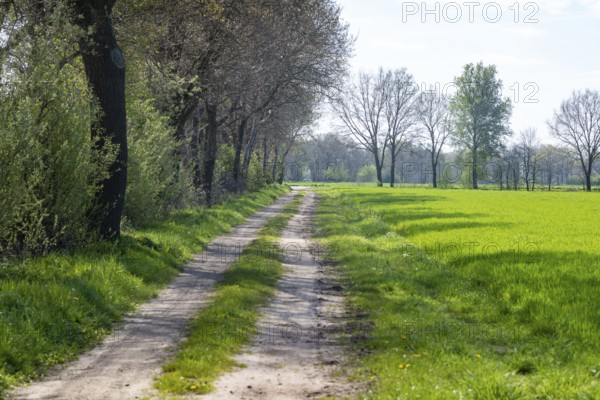 Path in the woods