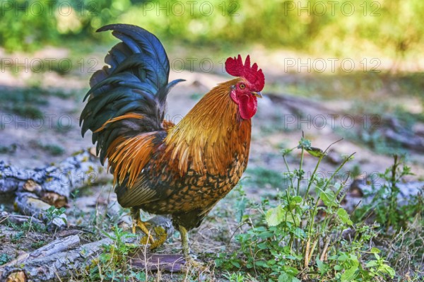 Rooster (Gallus Gallus Domesticus) in the Yard