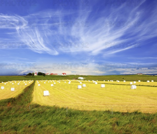 The farm and different economic constructions is in the distance visible. Rural pastoral after harvesting. Big field with haystacks