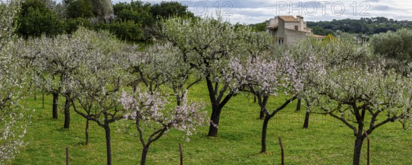 Almond blossom, Caimari, Majorca, Balearic Islands, Spain, Europe