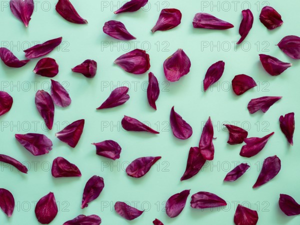 Red burgundy peony petals flat lay on blue-green turquoise background. Flower petals for minimal holiday concept. Creative layout made of flowers leaves. Flat lay pattern