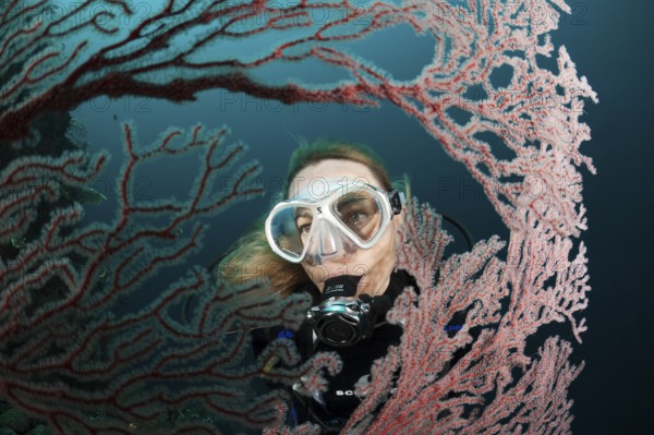 Diver and gorgonian, Melithaea sp., Cenderawasih Bay, West Papua, Indonesia, Asia