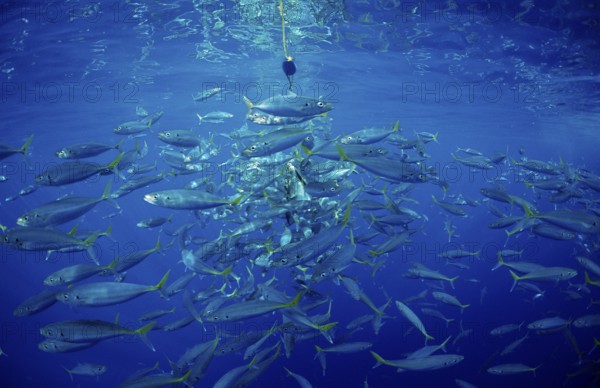 Herring mackerel, Decapterus sp., Mexico, Pacific Ocean, Guadalupe, Central America