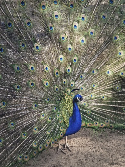 Magnificent peacock with vibrant iridescent blue and green plumage. Elegant feathers fan out, displaying intricate eye patterns in shades of gold and deep turquoise. Bird stands proudly, exuding grace